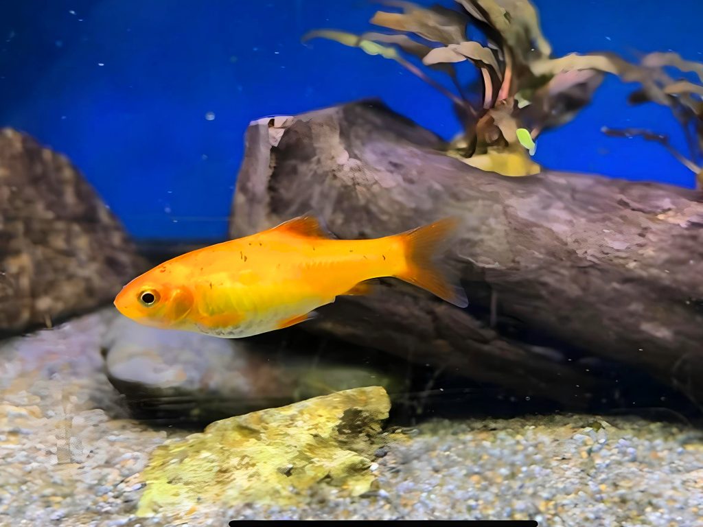 gold barb Puntius semifasclolatus)
