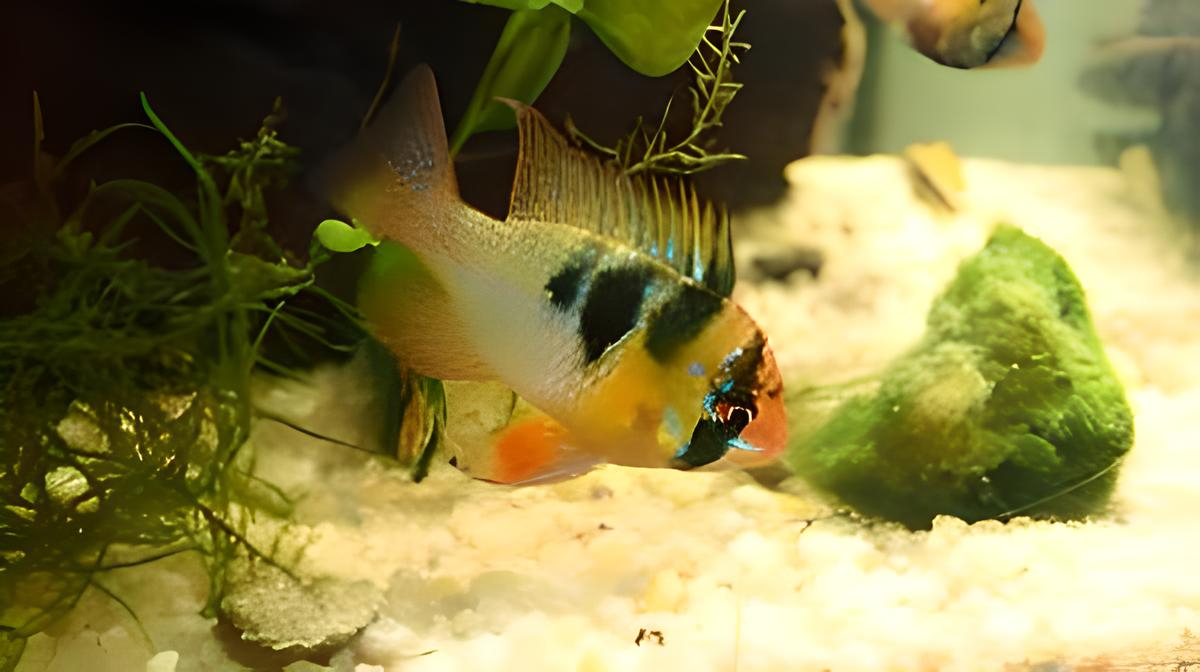 cichlid-ramirezi-male-300x169-fotor-20240619155210