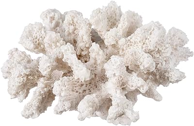 Decorative sea coral