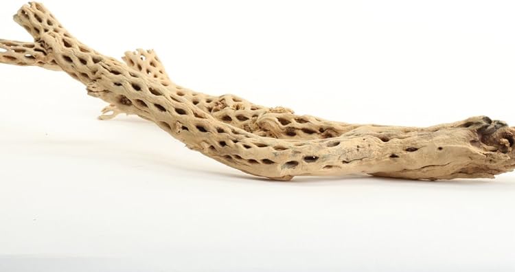 Cholla Driftwood